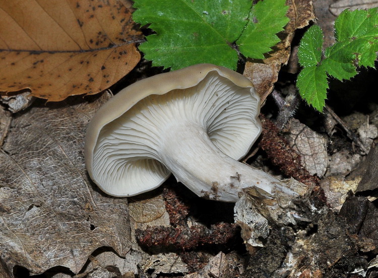 Clitocybe sp, ?